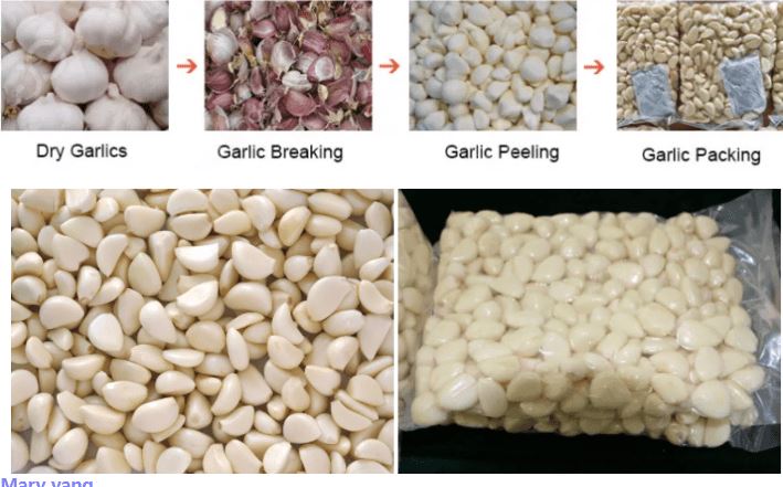 garlic_process_line (1)