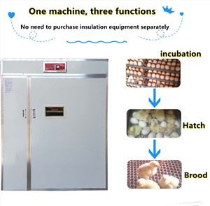 自动蛋孵化