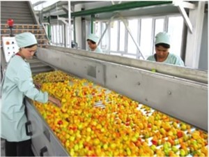 Peach, Apricot And Plum Production Line